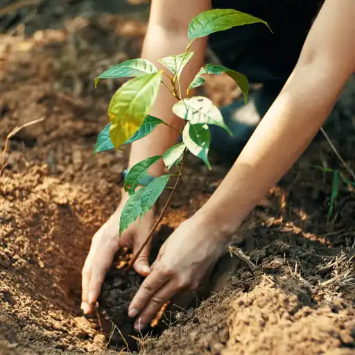Plantation Activity